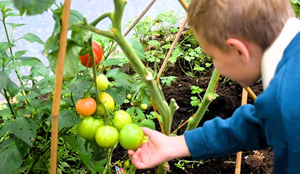 Student admiring School Garden tomatoes - Nagle Rice